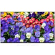 Moniteur LED 43" 4K UHD Professionnel Fonctionnement 24h/24 et 7j/7 UV-MW3243-F-V2